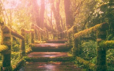 Curarse con las plantas